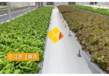 聚英智慧溫室控制系統(tǒng)，建設植物工廠，一年多茬